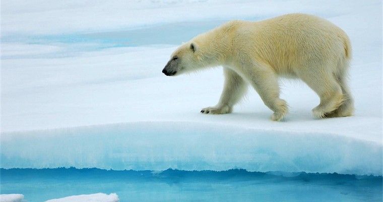 Web Sostenibile: quando Internet s’immerge nella Natura