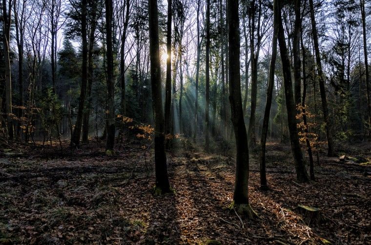 La realtà delle foreste nel mondo: il contributo di Internet nel rimboscamento