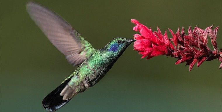 Colibrì