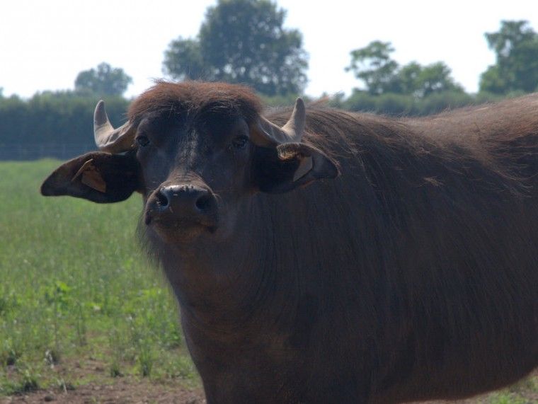 Büfala