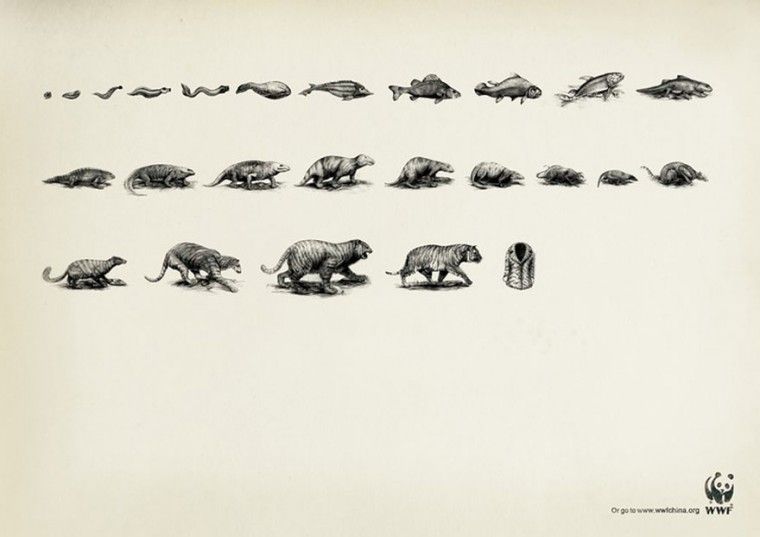 public-social-ads-animals-56