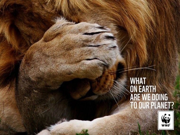public-social-ads-animals-69