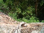 Mangrovie Krabi Grotta