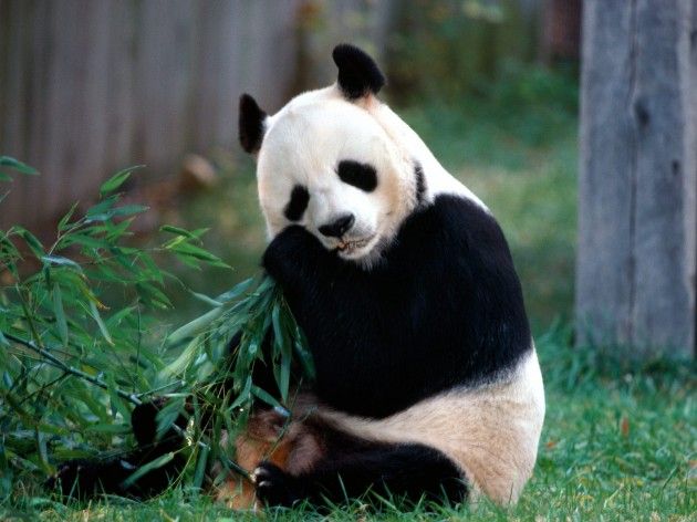 Chi ha paura del Panda cattivo?
