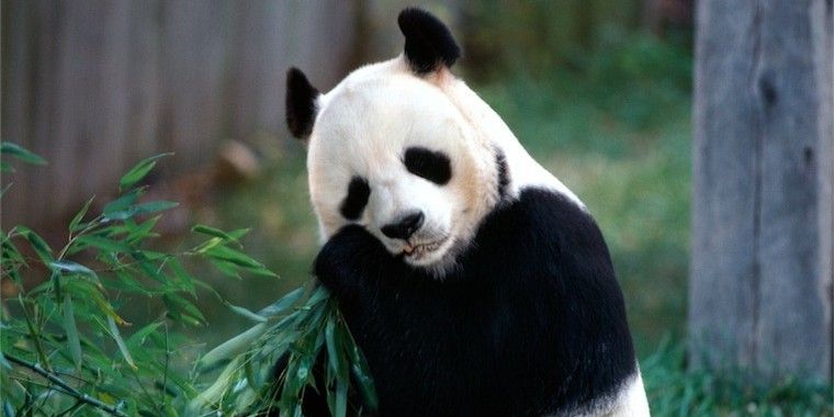 Google rilascia Panda 20