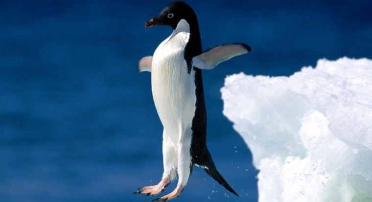 Google ha rilasciato il terzo aggiornamento di Penguin