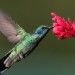 colibri hummingbird