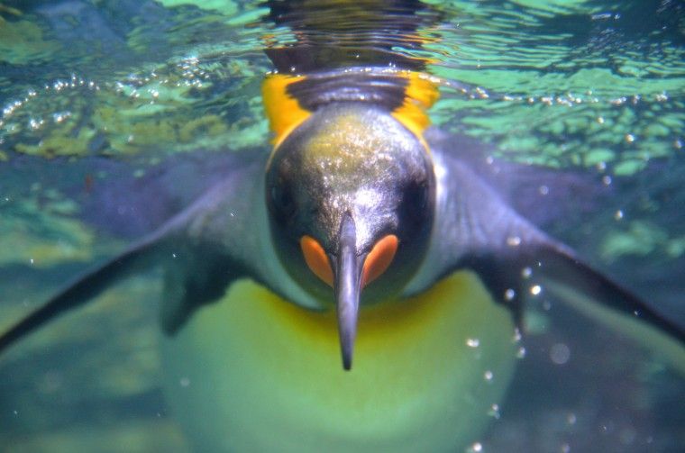 Penguin 3 arriva in sordina durante il weekend